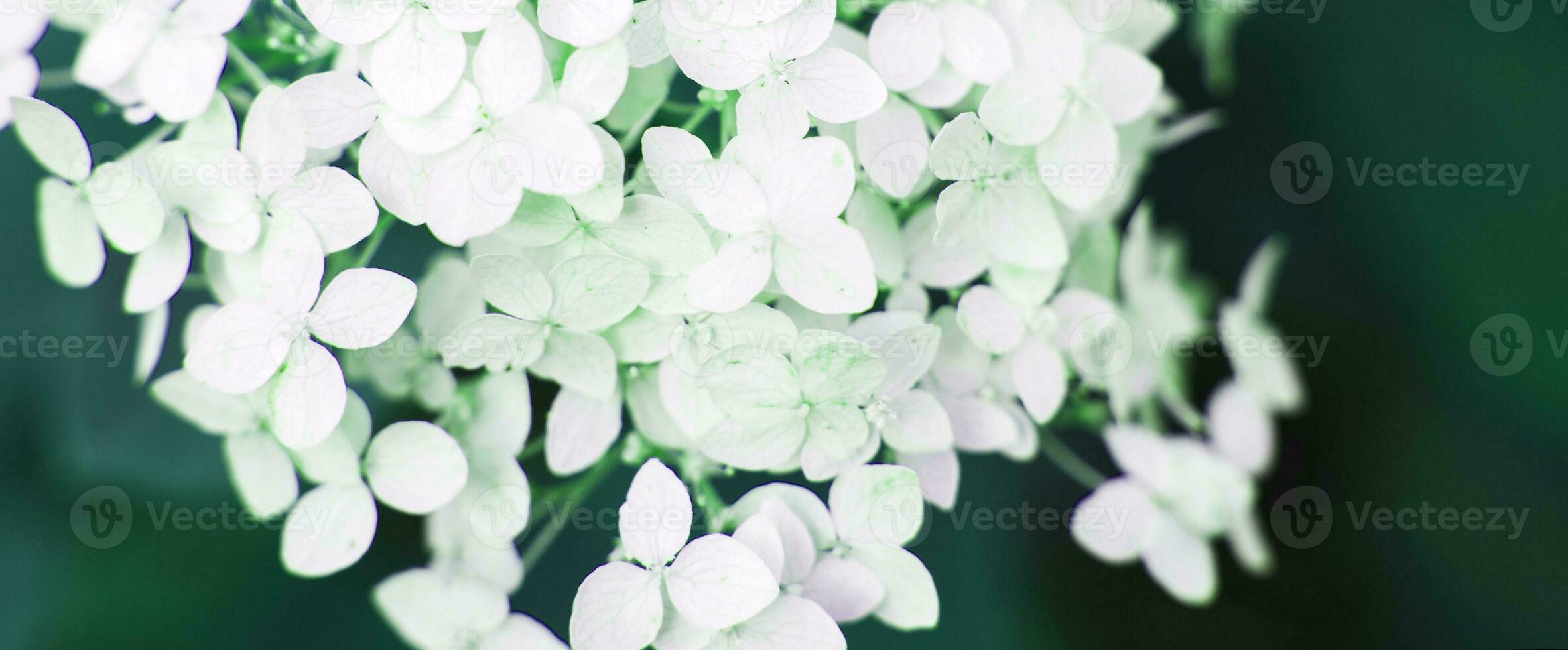 white hydrangea flower with copy space on a green leaves background in the garden photo