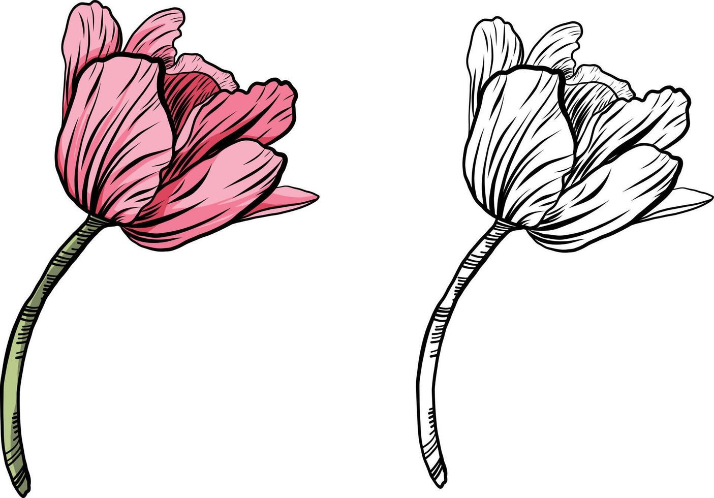 Tulip vector graphics. A pink tulip bud. A twig with a tulip flower. Spring flowers for printing, invitations, postcards. Flower line art.