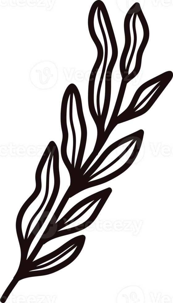 Hand Drawn leaves and twigs from the top view in doodle style png