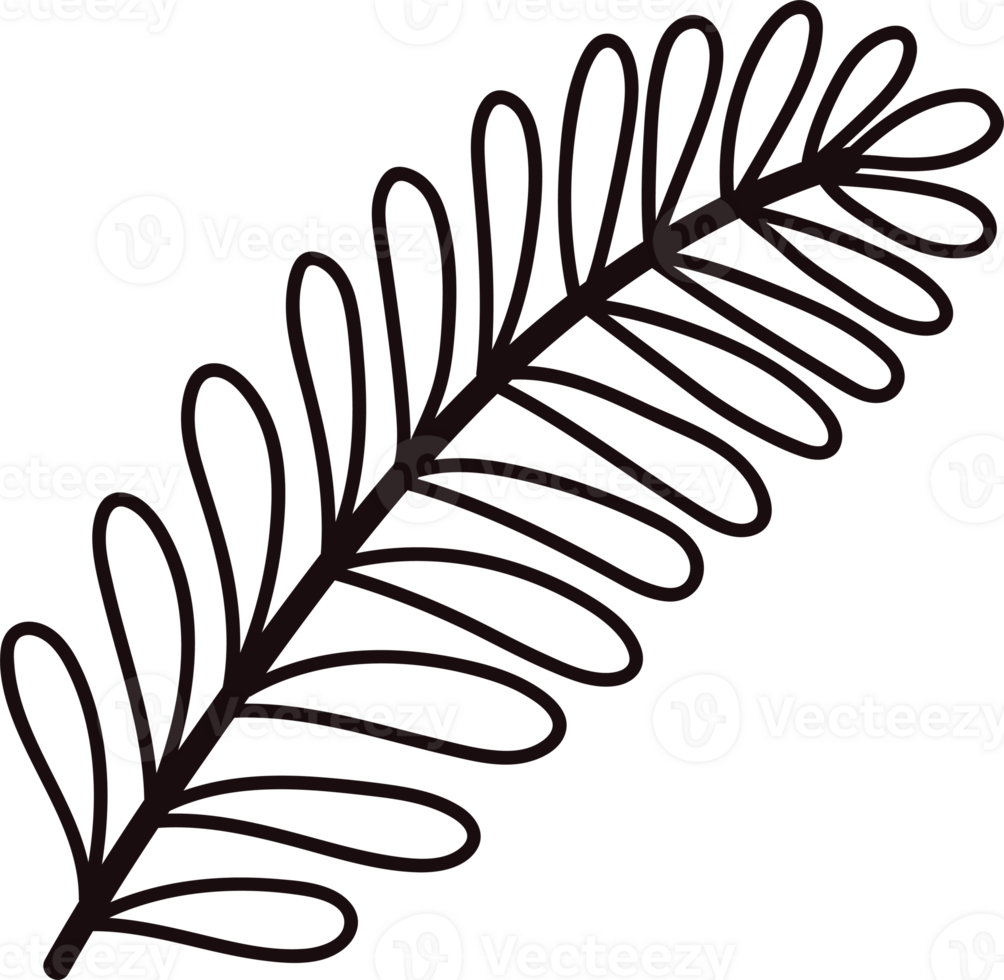Hand Drawn palm leaves from the top view in doodle style png