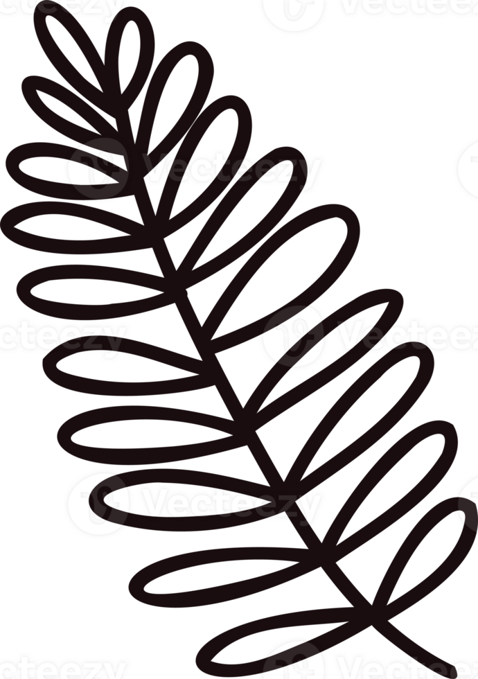 Hand Drawn palm leaves from the top view in doodle style png