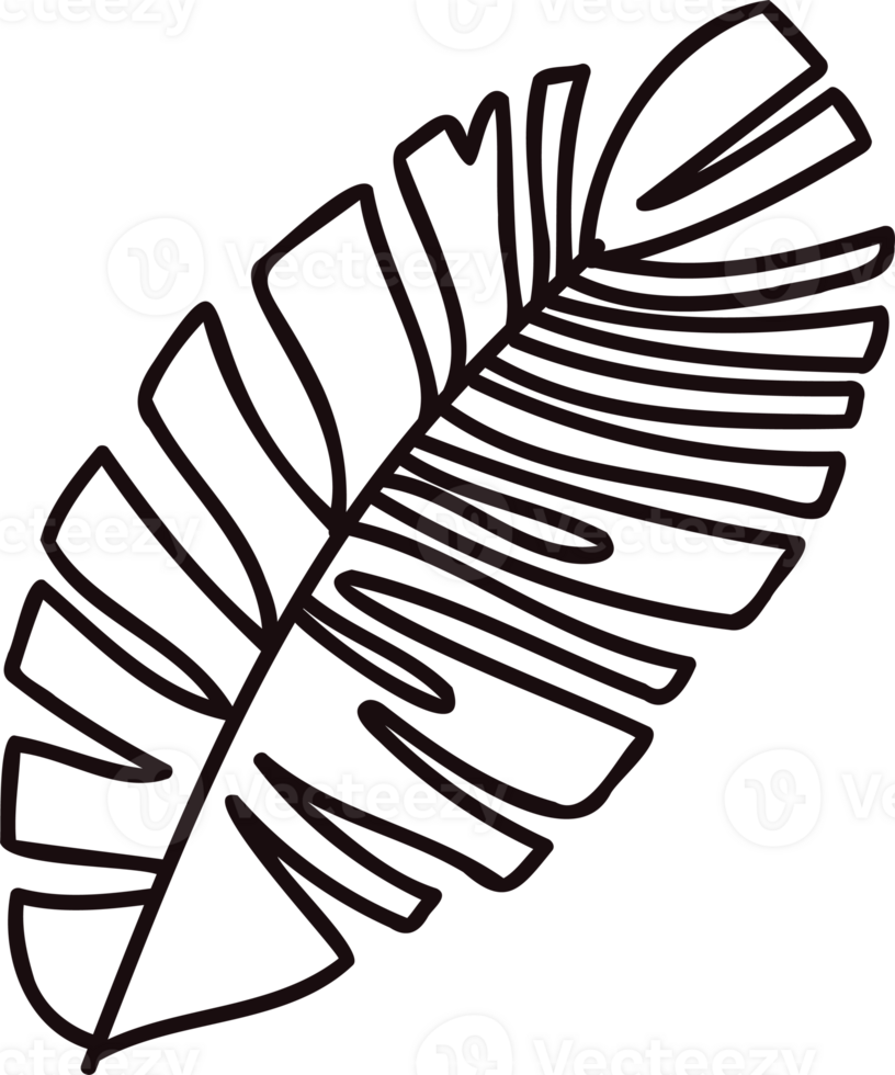 Hand Drawn palm leaves from the top view in doodle style png