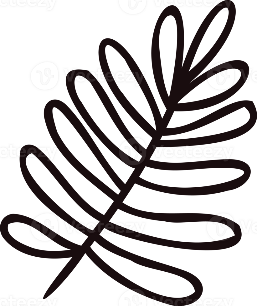 Hand Drawn palm leaves from the top view in doodle style png