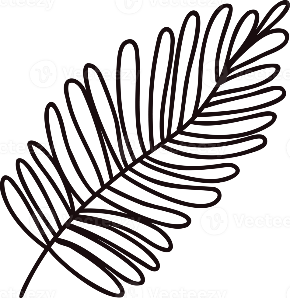 Hand Drawn palm leaves from the top view in doodle style png