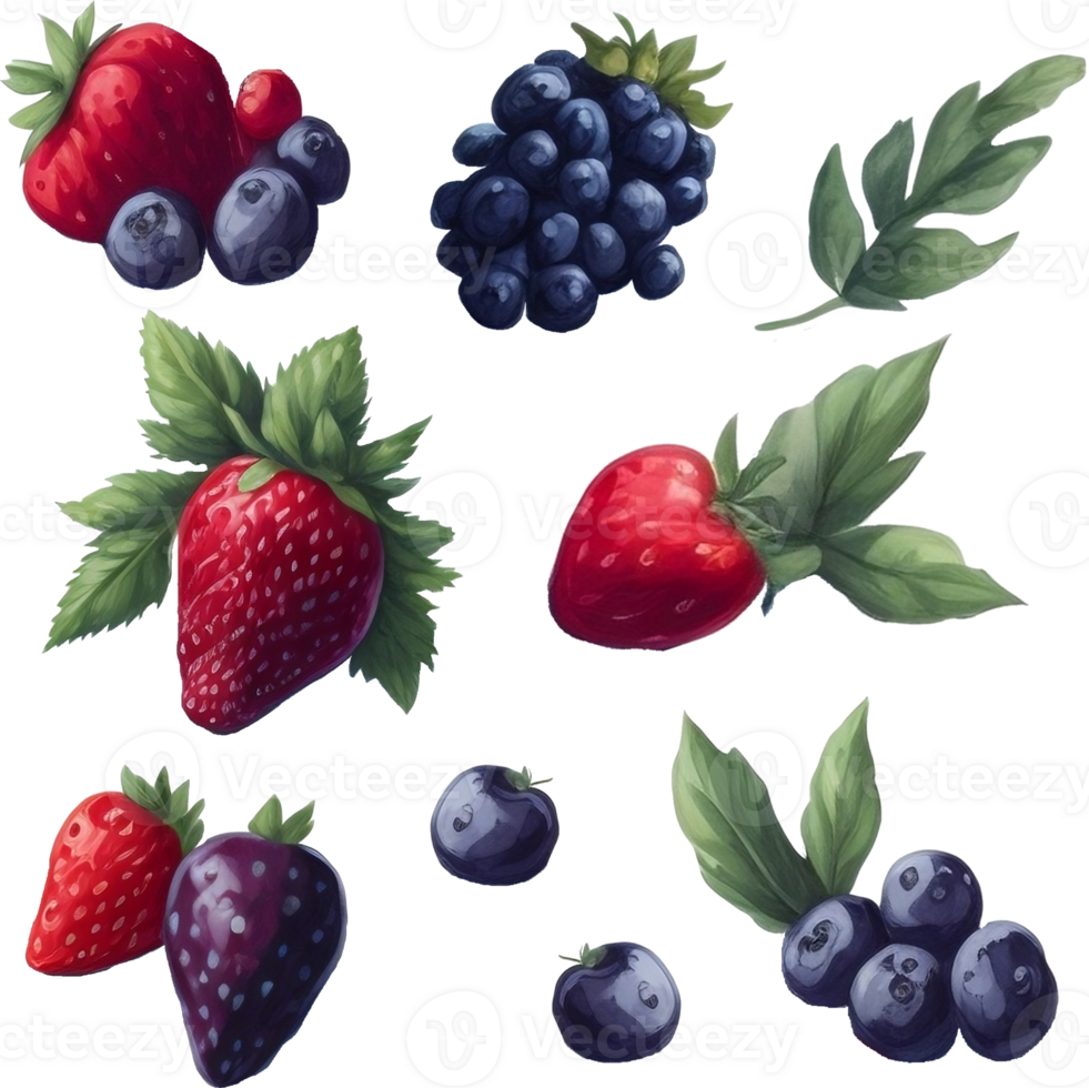Watercolor berries transparent background, isolated png