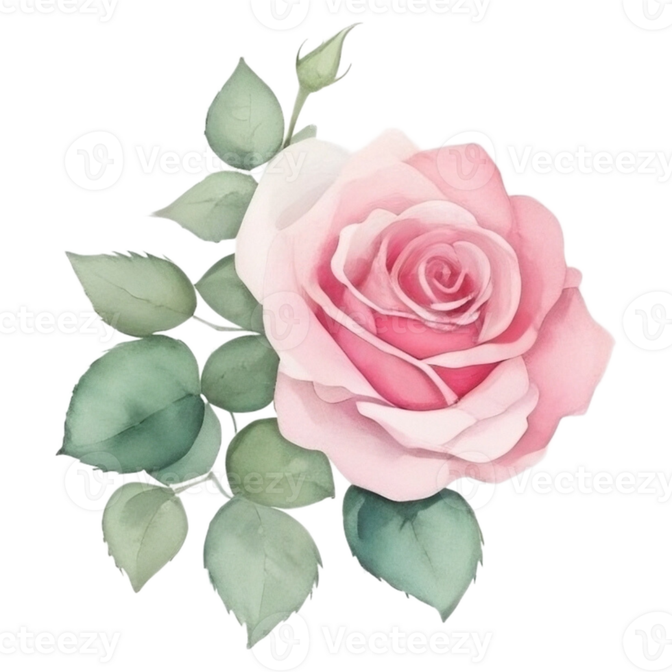 Watercolor bouquet of rose flowers png