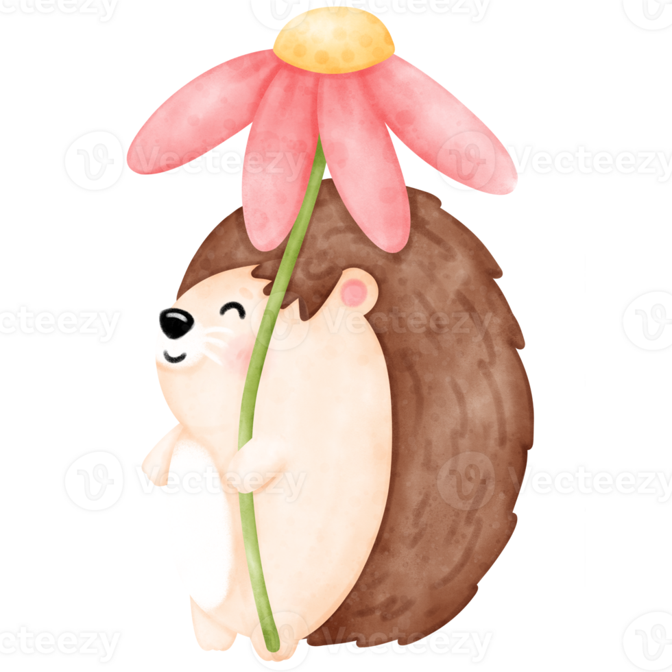 Cute hedgehog, baby hedgehog png