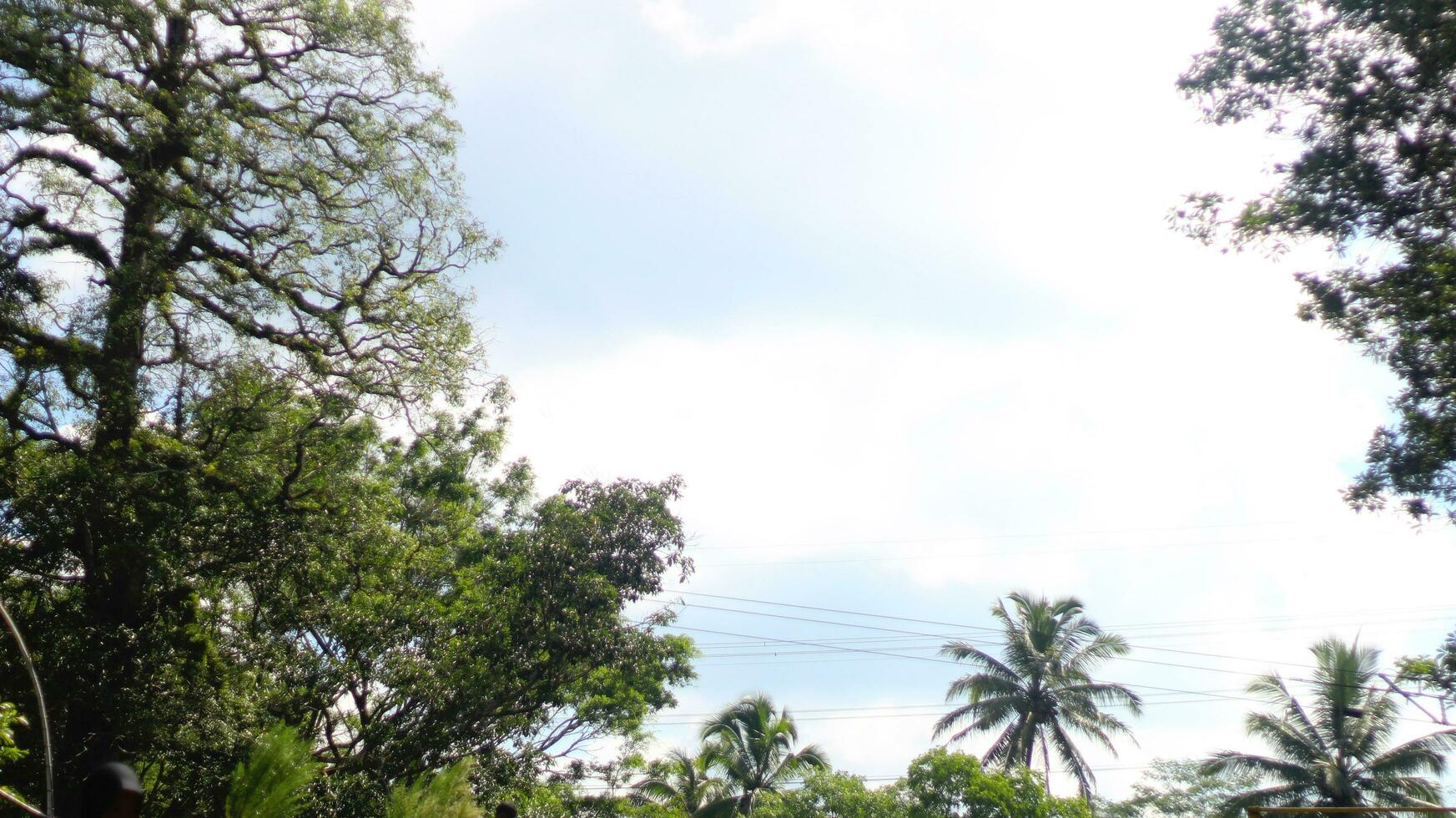 Park with views of shady trees and blue sky photo