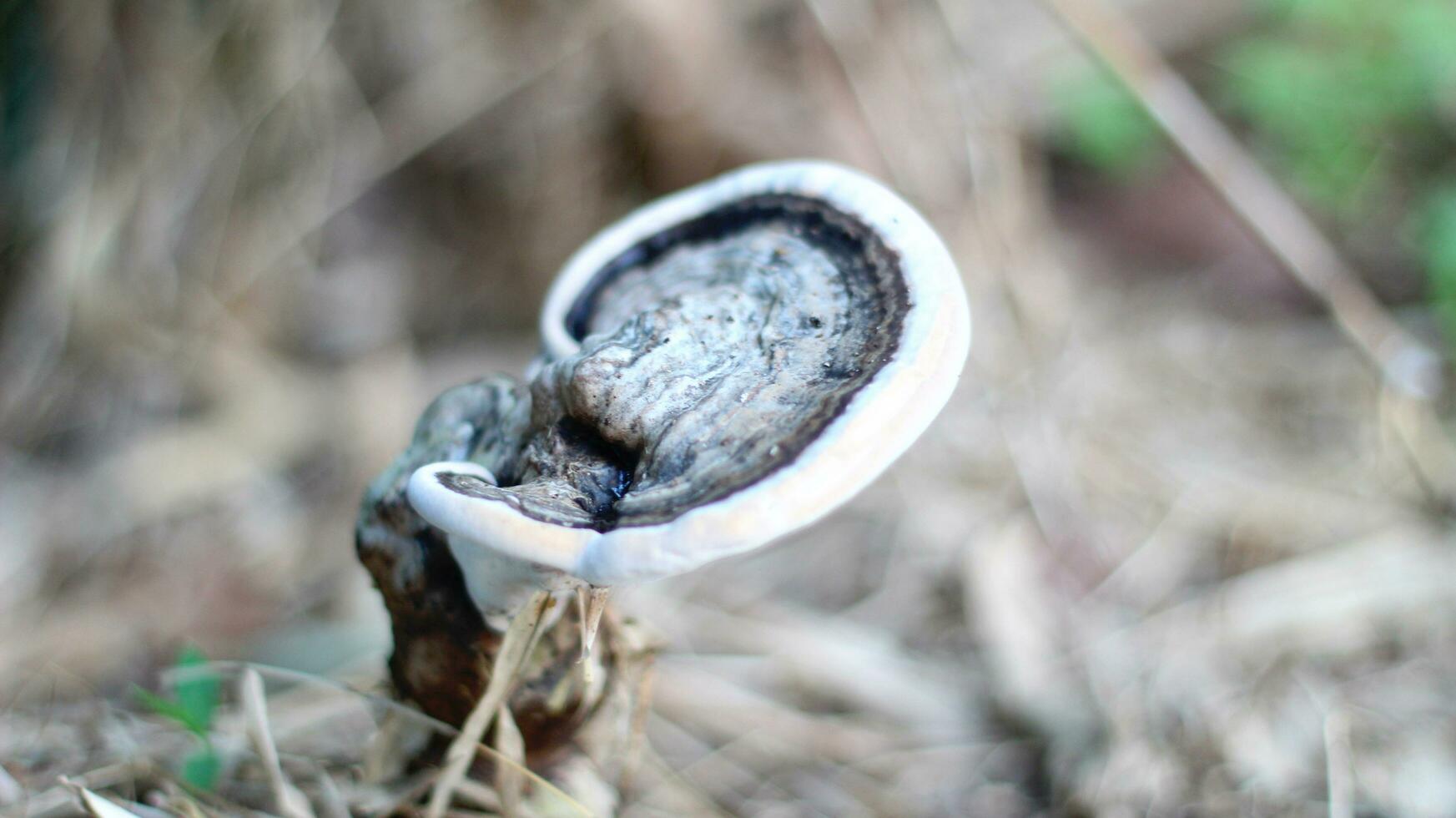 Gray wood fungus grows on dead trees photo