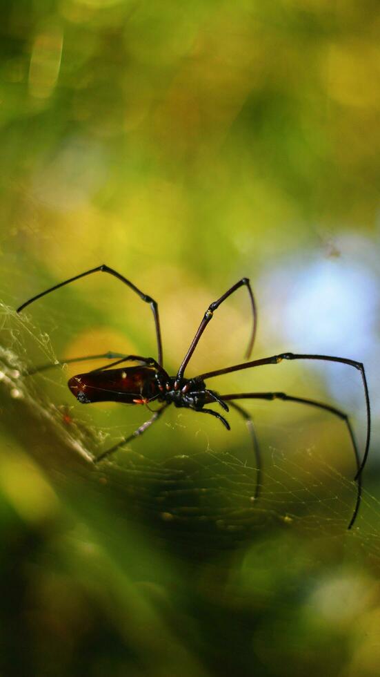 Stock photo of Golden Orb-Weaver Spider red-red body, red legs and yellow rings against a blurry background