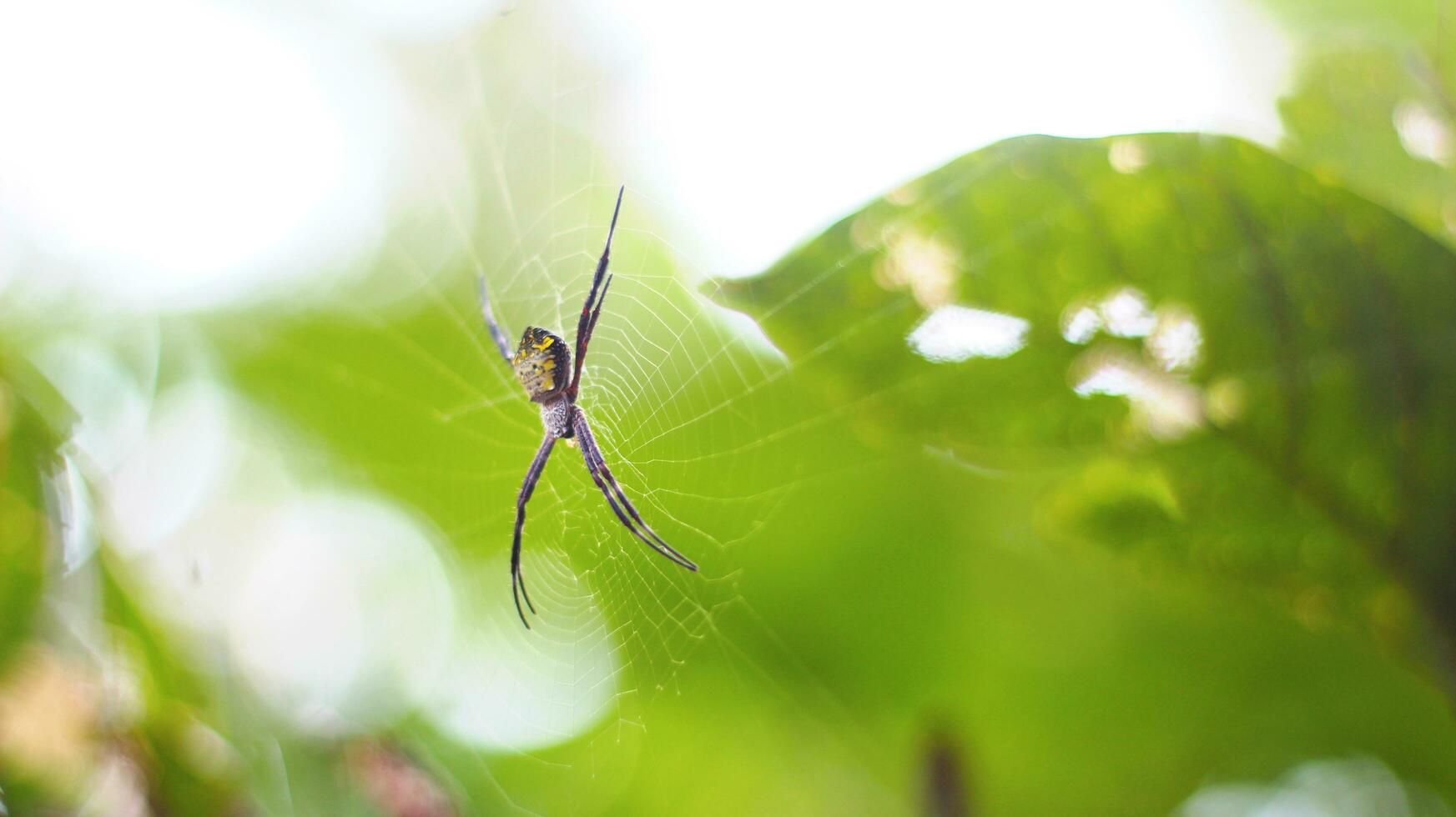 alimentar foto laba-laba argiope appensa Berbadán kuning, berkaki merah bercincin kuning berlatar difuminar