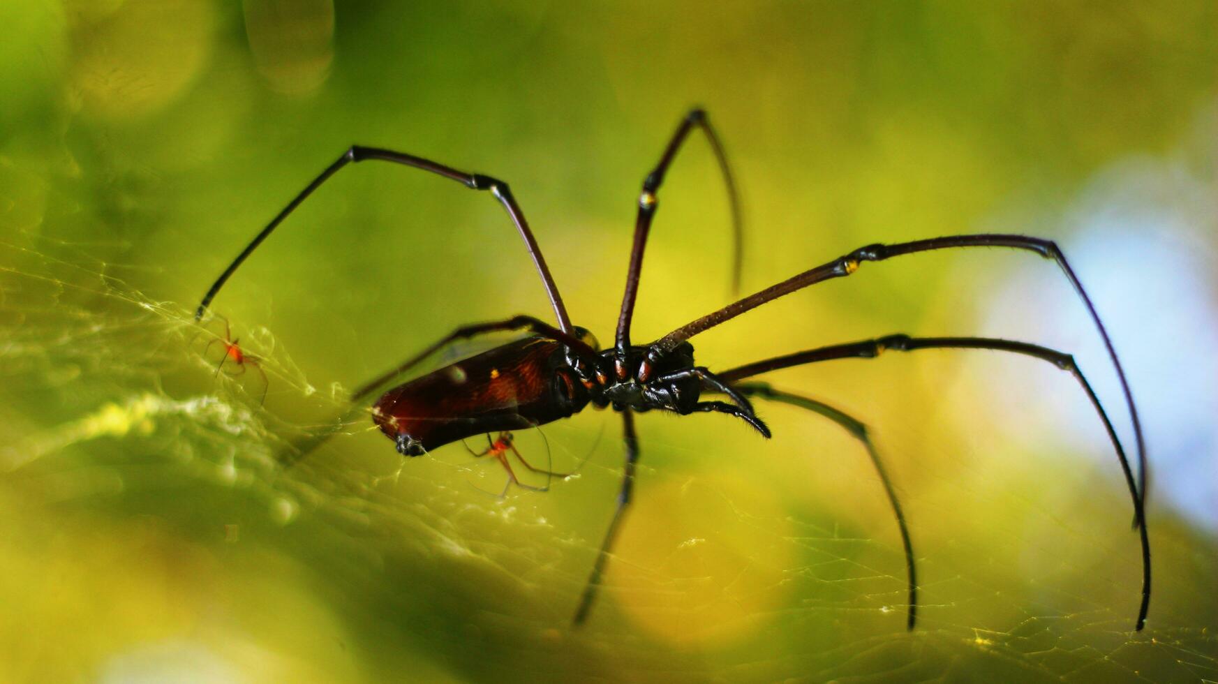 Stock photo of Golden Orb-Weaver Spider red-red body, red legs and yellow rings against a blurry background