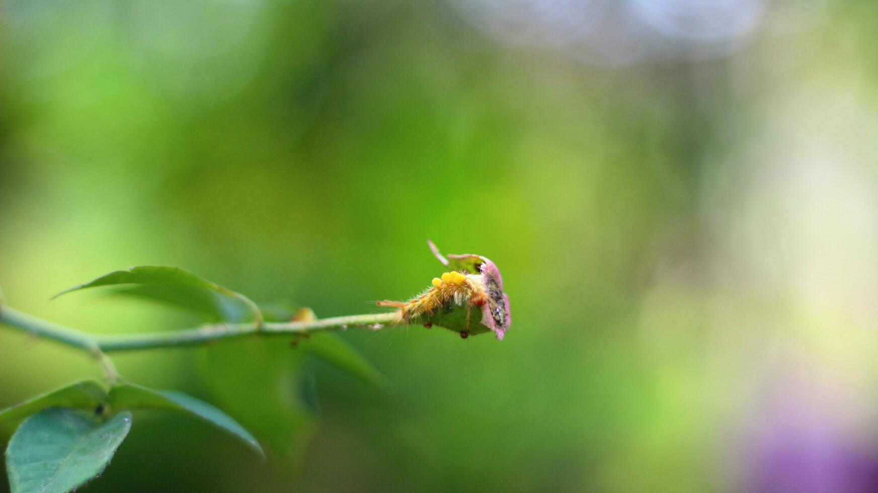 Helf's black, white, and red-legged caterpillar Cricula trisfenestrata hanging from a durian branch stock photo