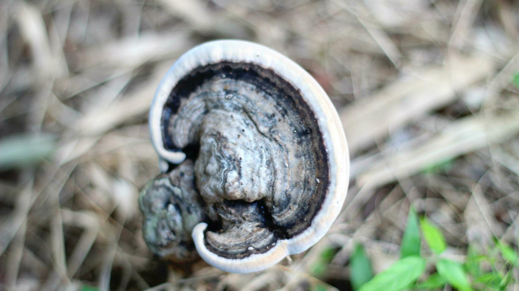 Gray wood fungus grows on dead trees photo