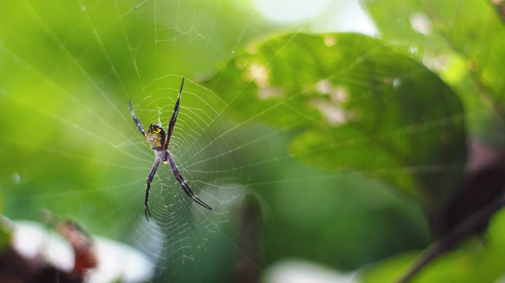 Stok foto Laba-laba Argiope appensa berbadan kuning, berkaki merah bercincin kuning berlatar blur photo