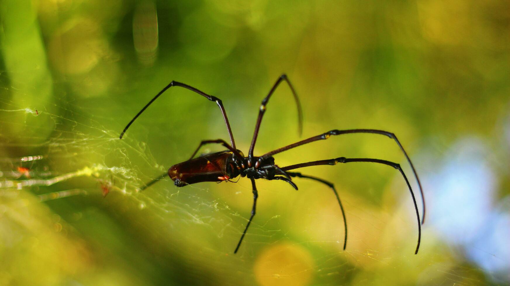 Stock photo of Golden Orb-Weaver Spider red-red body, red legs and yellow rings against a blurry background