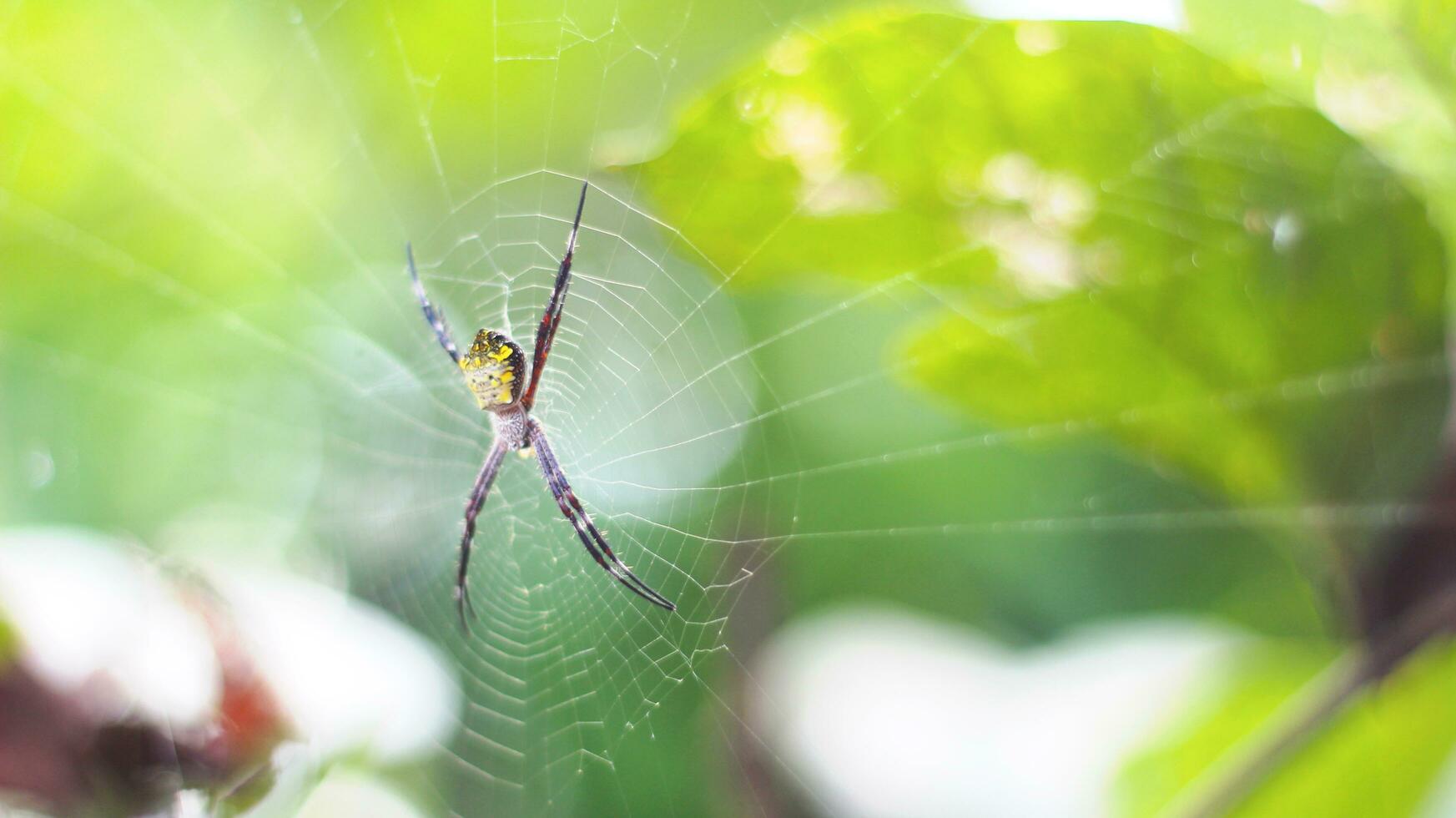 Stok foto Laba-laba Argiope appensa berbadan kuning, berkaki merah bercincin kuning berlatar blur photo