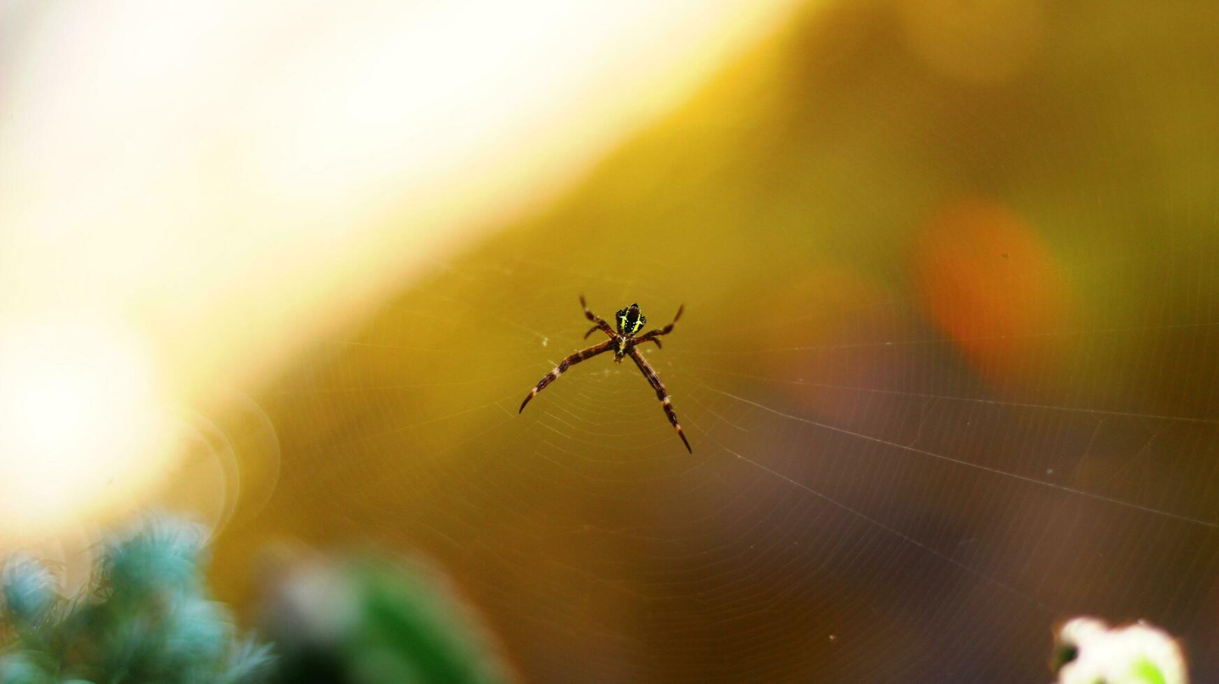 Stock photo of yellow-bodied, yellow-ringed, red-legged spider Argiope appensa against a blurred background