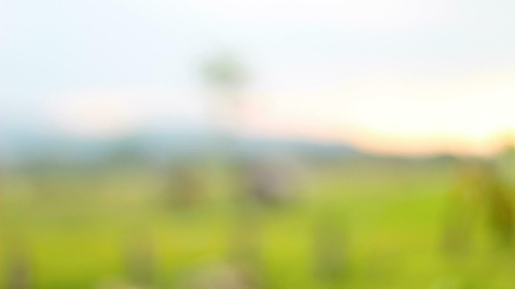 Blurred background of trees and green plant leaves photo