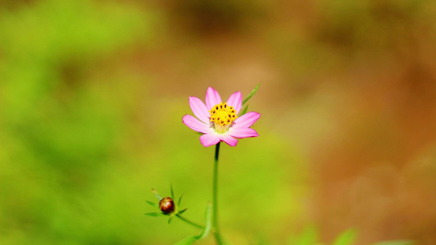 rosado zinnia peruviana flor con amarillo rojo hilos y Perfecto pétalos valores foto