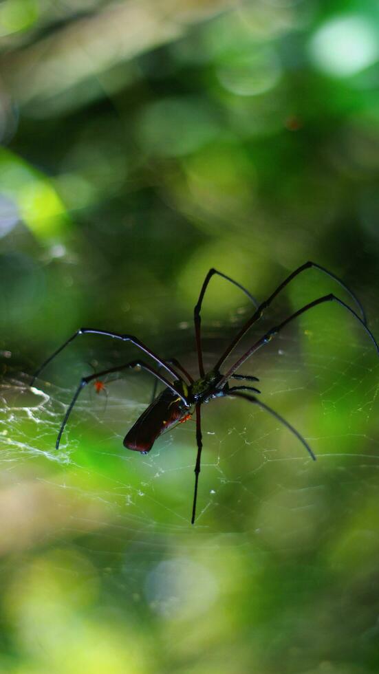 Stock photo of Golden Orb-Weaver Spider red-red body, red legs and yellow rings against a blurry background