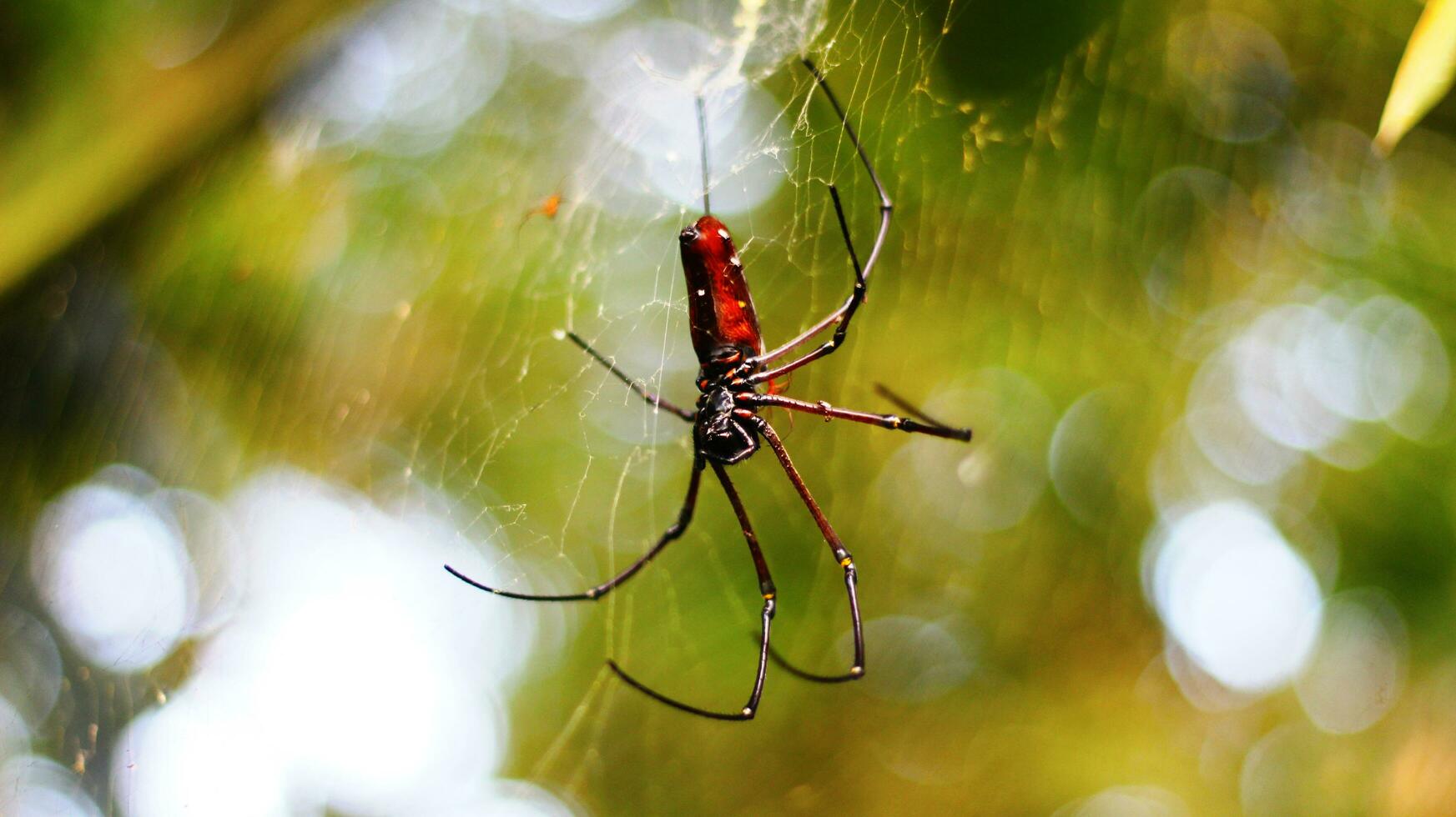 Stock photo of Golden Orb-Weaver Spider red-red body, red legs and yellow rings against a blurry background