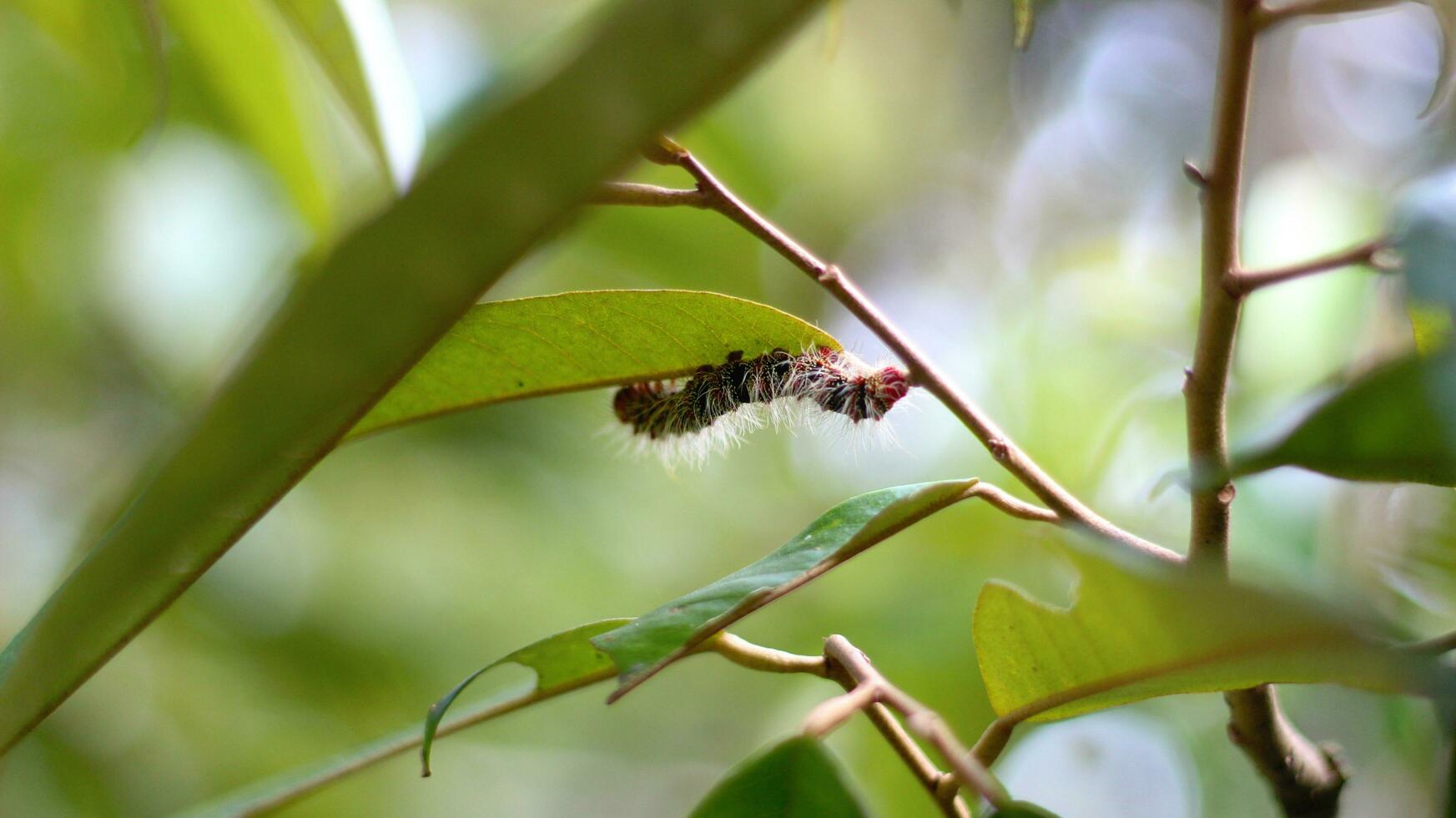 Helf's black, white, and red-legged caterpillar Cricula trisfenestrata hanging from a durian branch stock photo