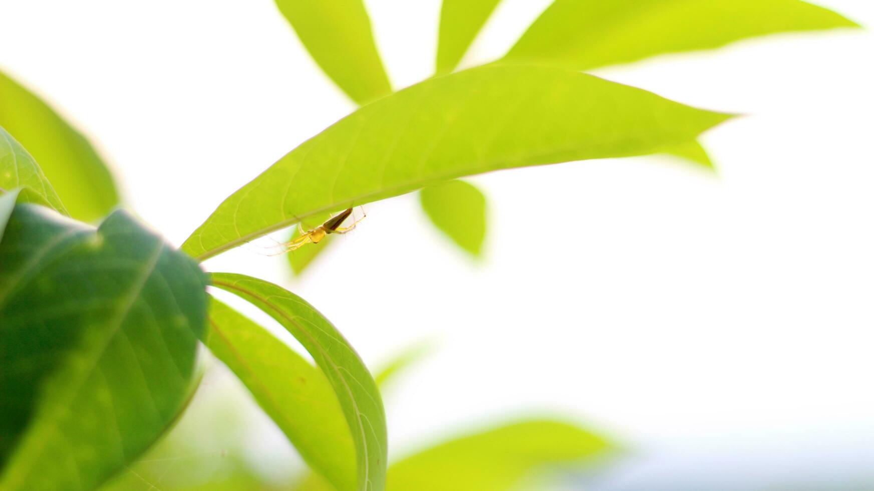 Blurred background of trees and green plant leaves photo