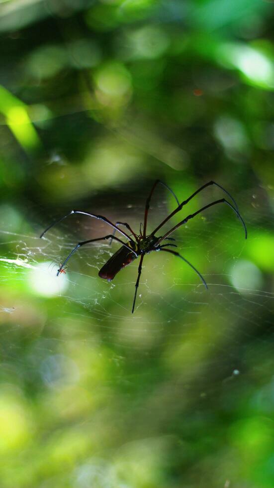 Stock photo of Golden Orb-Weaver Spider red-red body, red legs and yellow rings against a blurry background