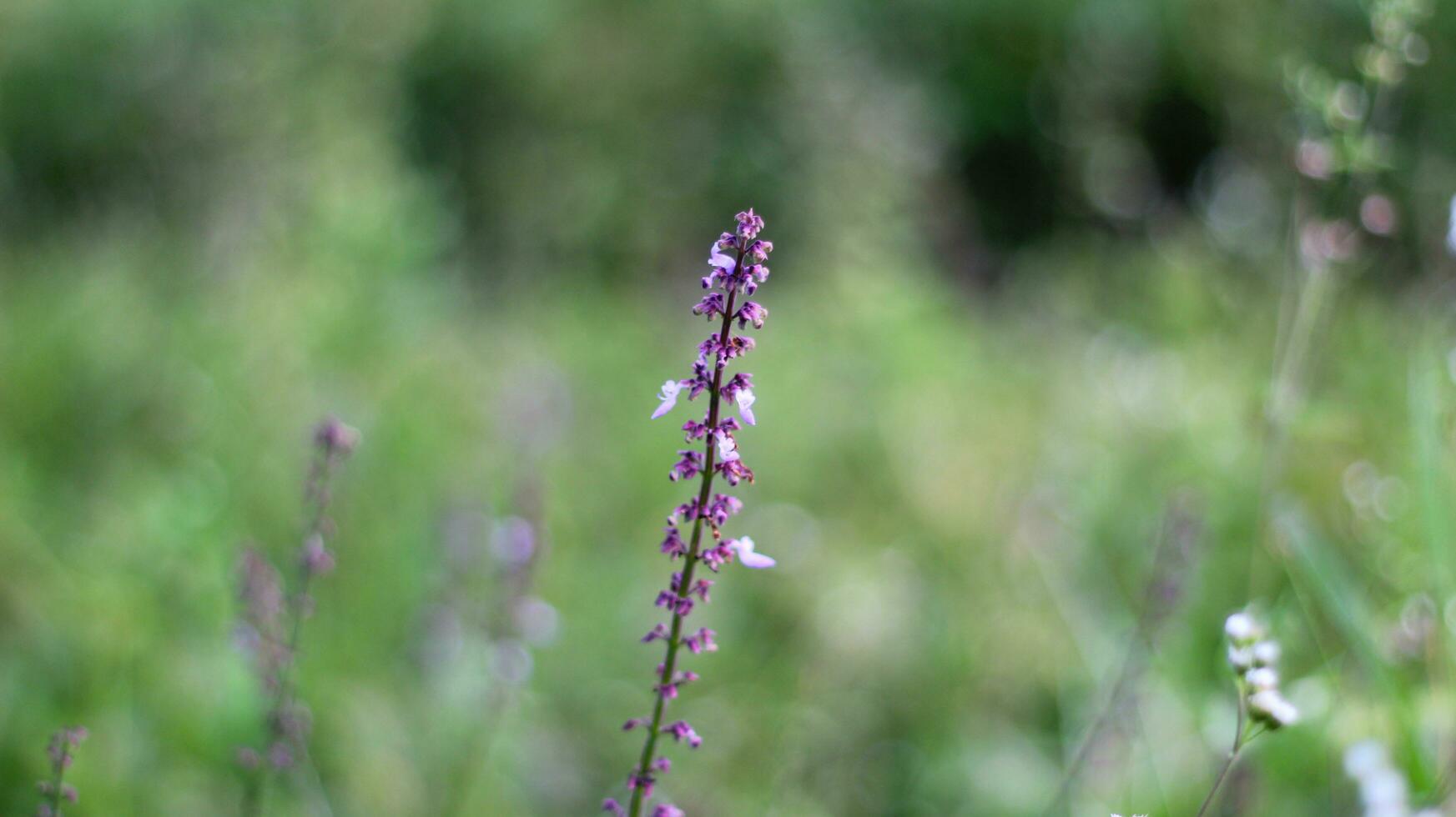 hermosa plectranthus rotundifolius flor en el jardín foto