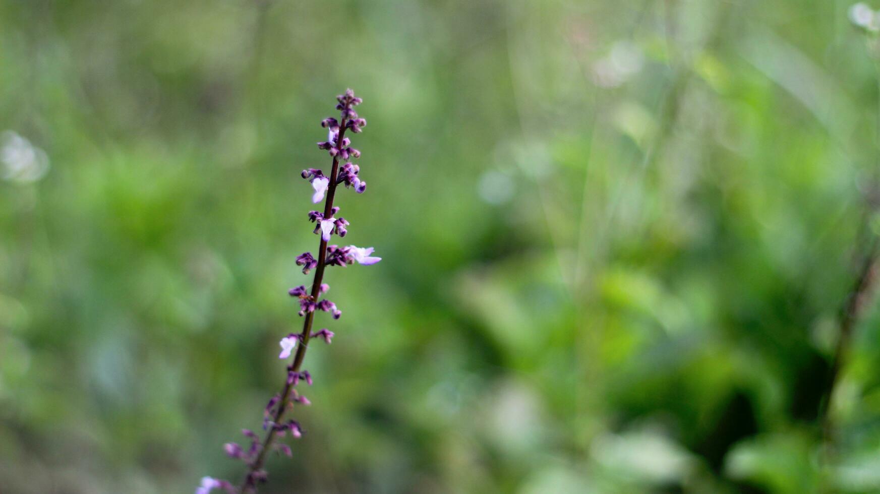 hermosa plectranthus rotundifolius flor en el jardín foto