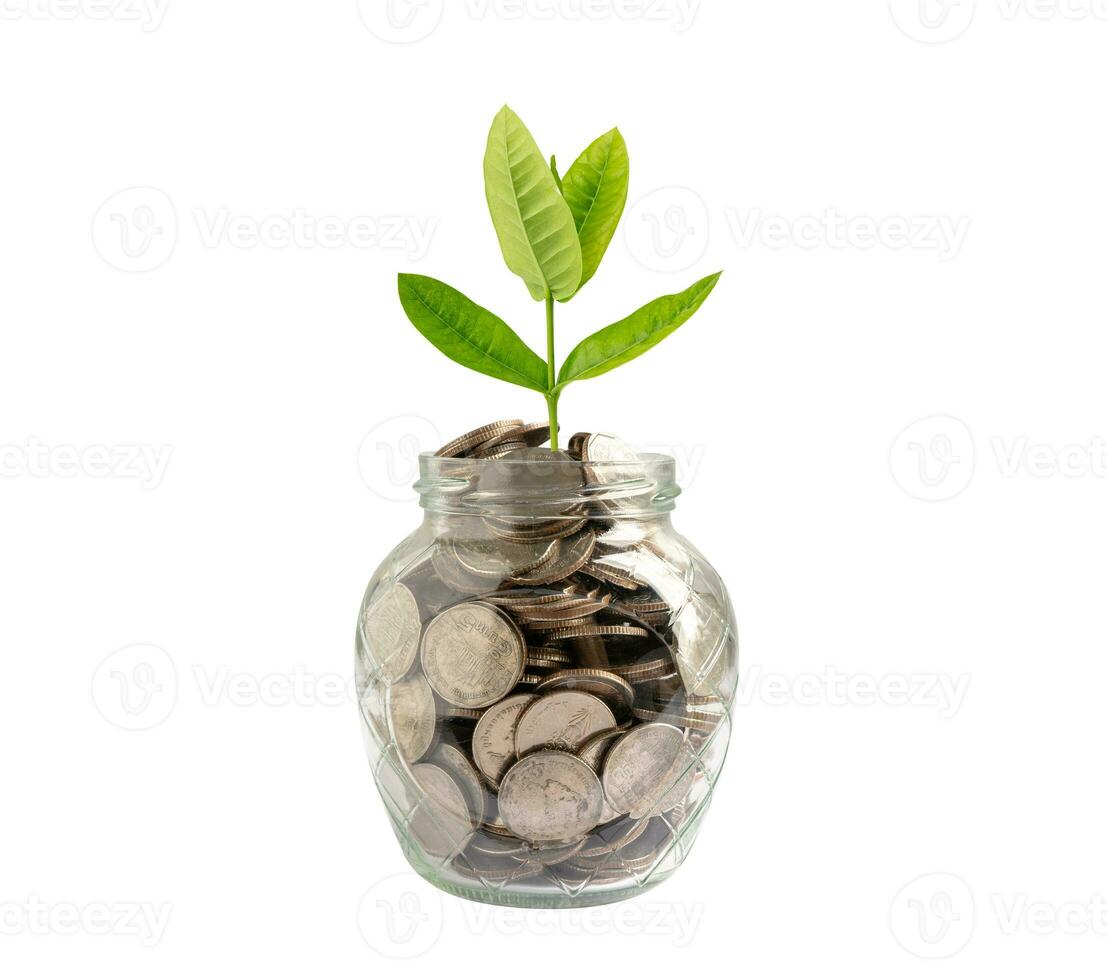 hoja de plumule de árbol en monedas de ahorro de dinero, concepto de inversión de banca de ahorro de finanzas comerciales. foto