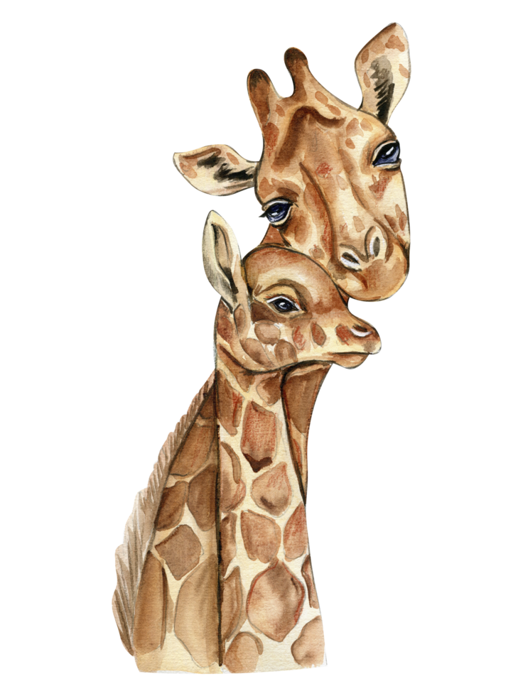 Watercolor giraffe illustration. png