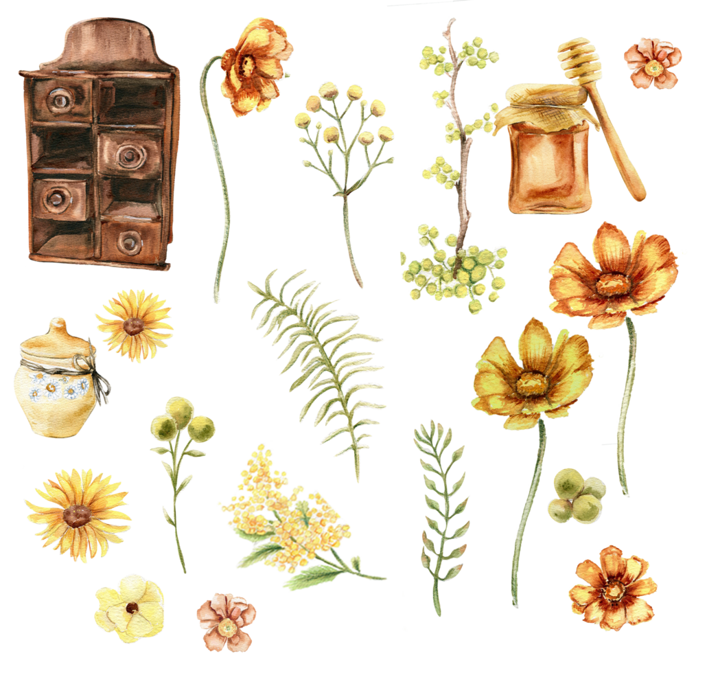 Watercolor big honey set, chamomile, branch and flowers png