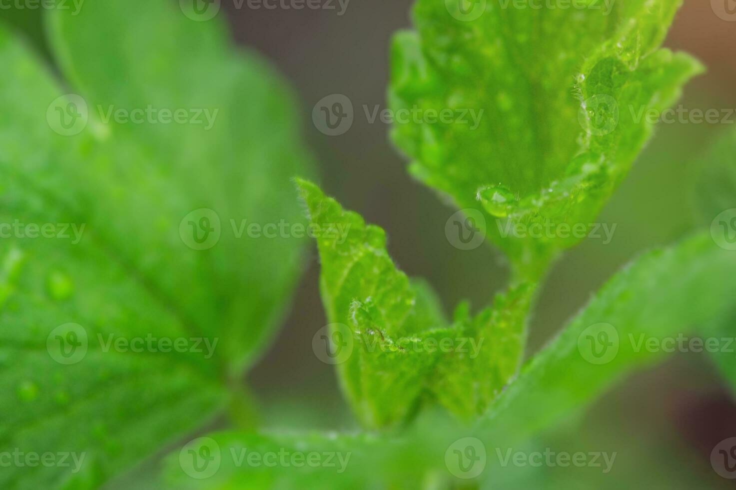 Green leaves soft focus macro photo. Leaves as a background with a narrow focal part. photo