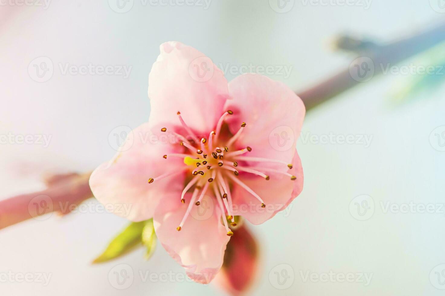 Pink peach flower on a branch, soft focus. Spring natural background. photo
