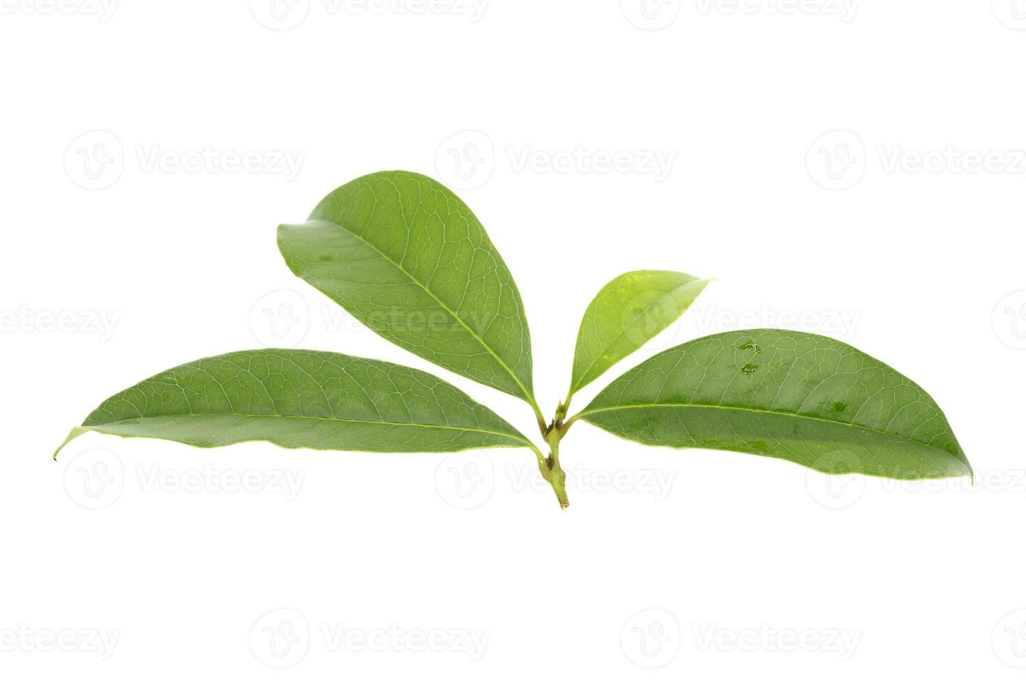 Beautiful green leaves on white background photo