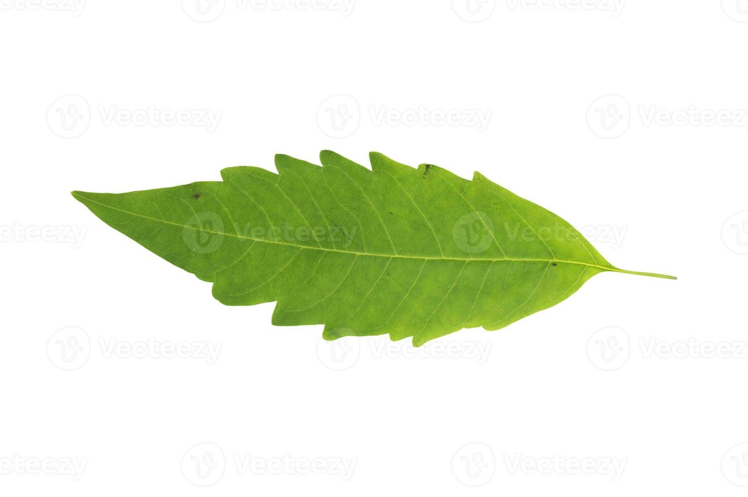 A fresh green leaf on a white background photo