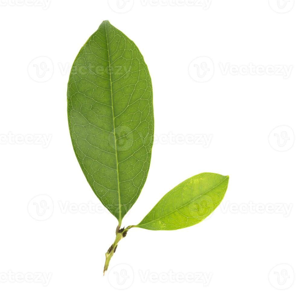 Beautiful green leaves on white background photo