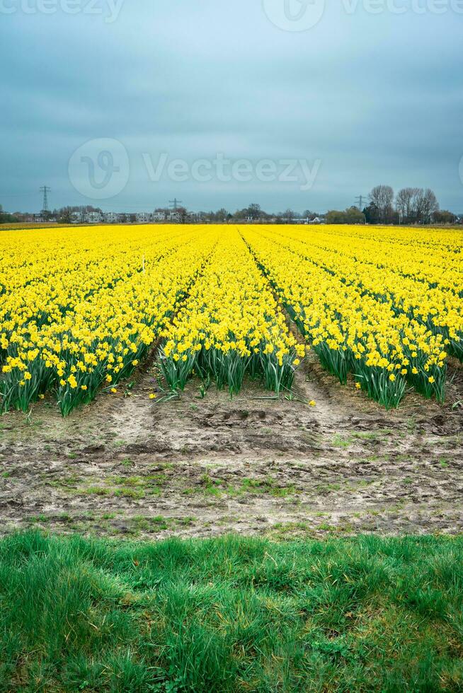 Yellow flowers at the fields in Lisse, The Netherlands. photo