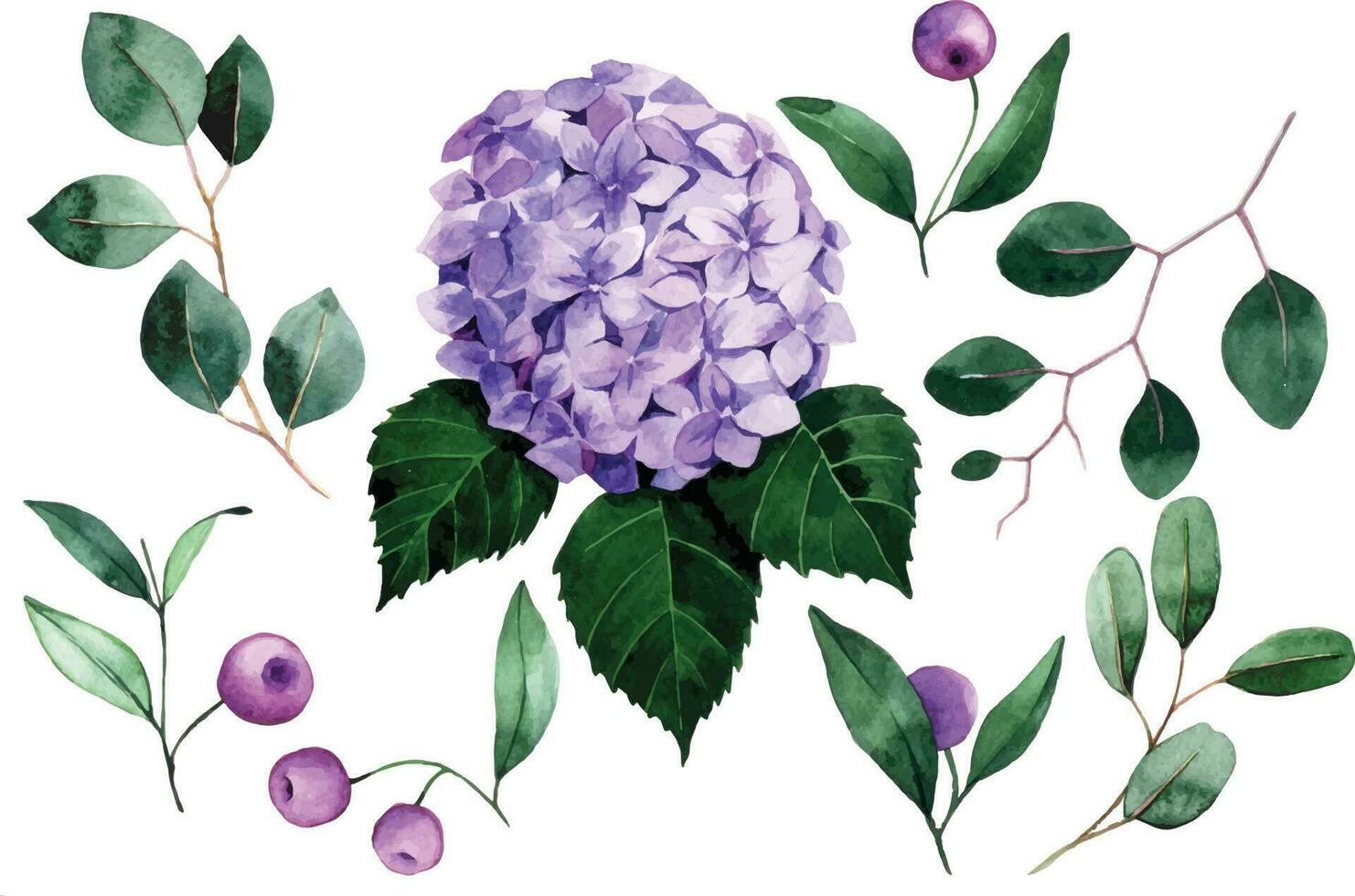 watercolor drawing. set of hydrangea flowers and eucalyptus leaves. purple flowers and green leaves on white background vector