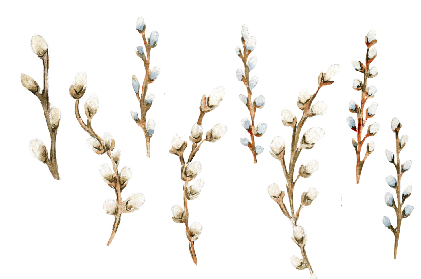 Watercolor illustration set of willow elements. Hand-drawn blooming flowers with watercolour . png