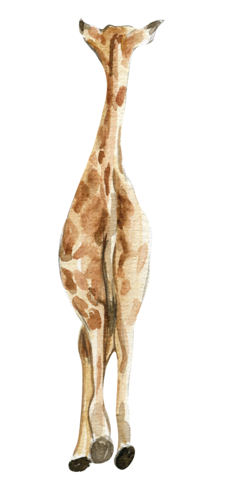 Watercolor giraffe illustration. png