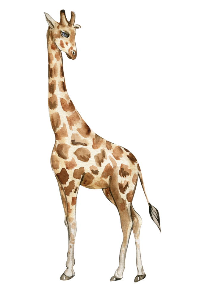 Watercolor giraffe illustration. png