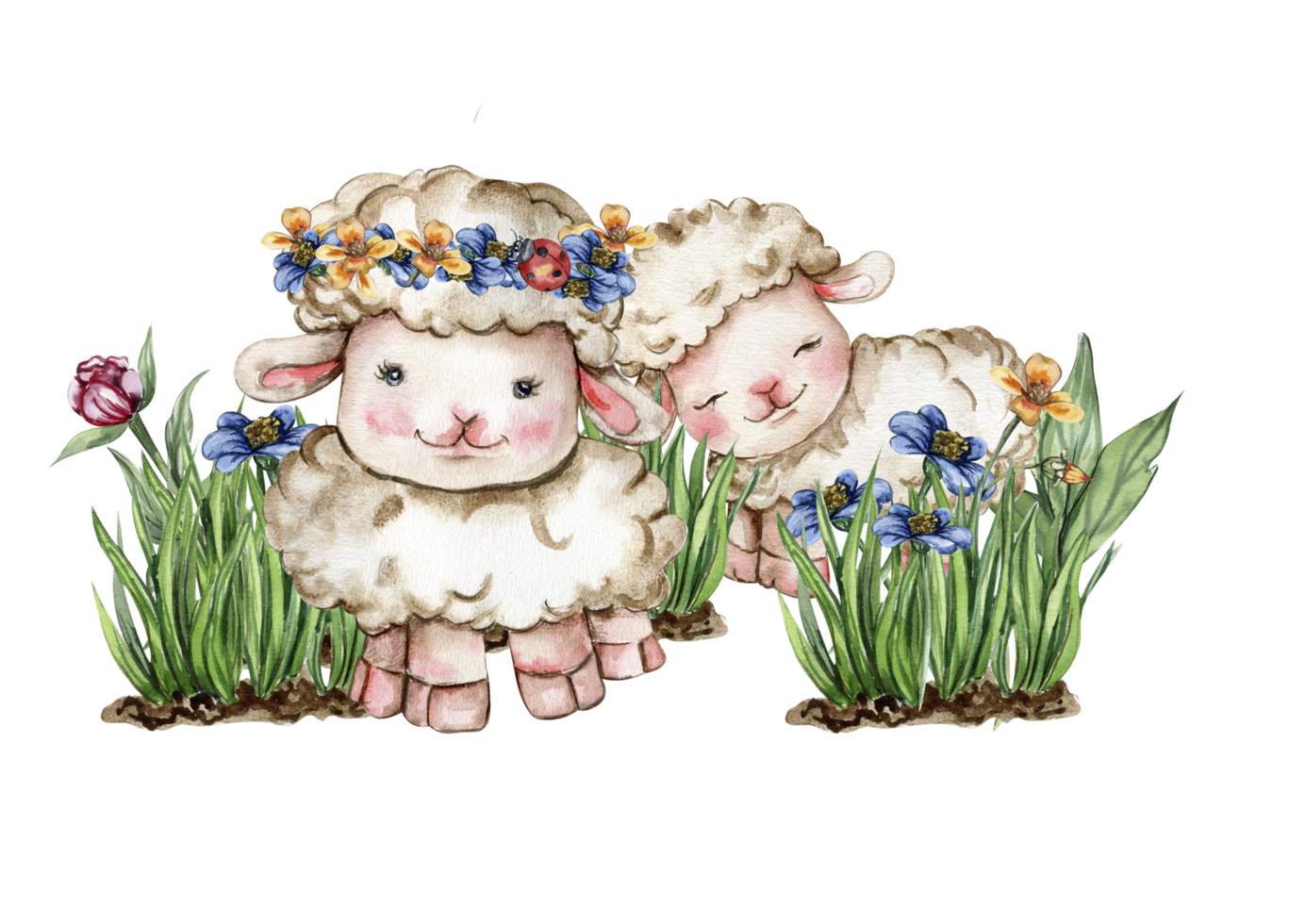 White fluffy sheep sitting in the grass with flowers and butterflies next to wooden fence. Watercolor hand drawn illustration of farm baby animal . Perfect for greetings card, poster, fabric pattern. png