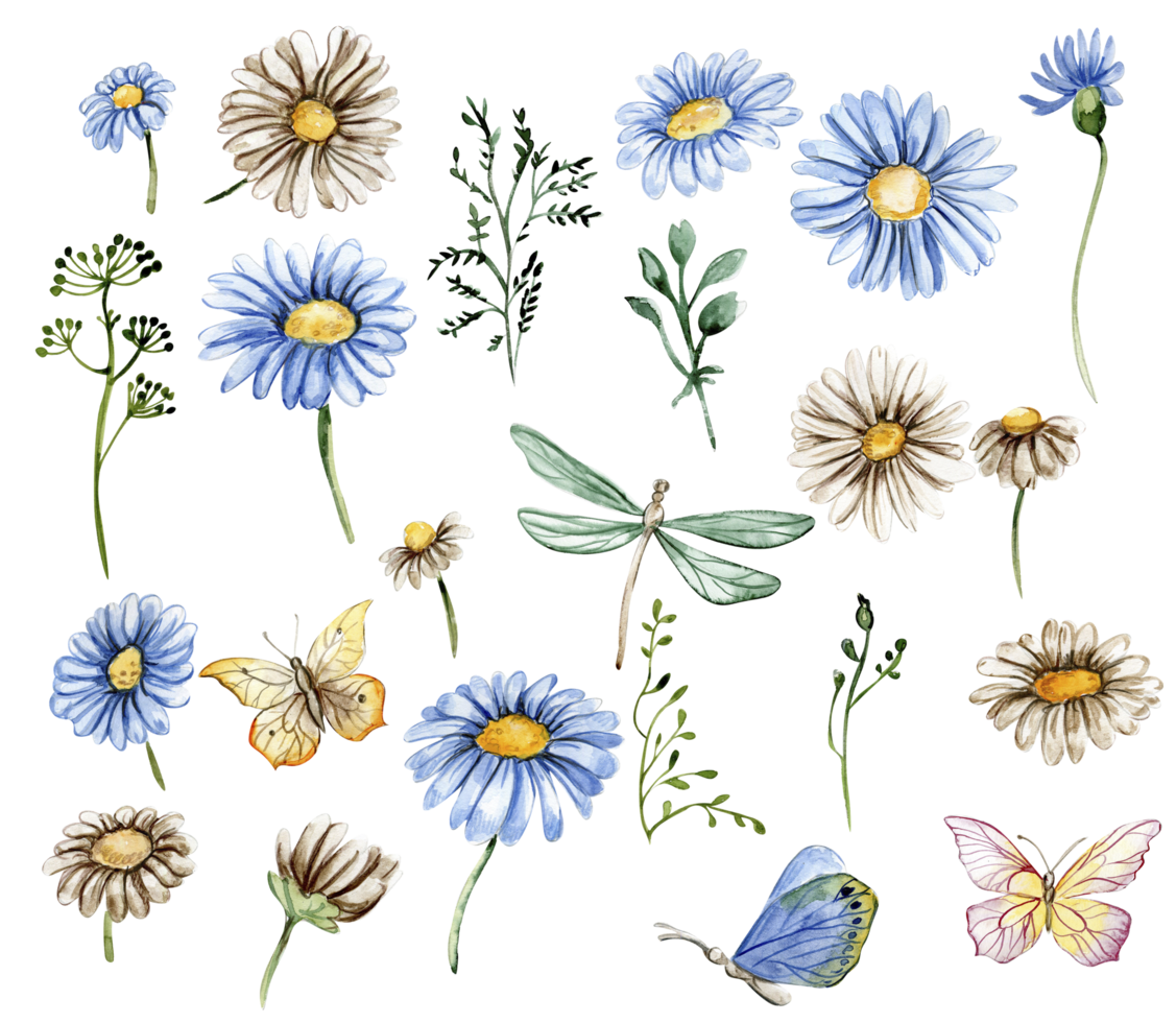 Blue and white chamomile flowers set. For nursery, baby shower, invitation for birthday party. Watercolor illustration for greeting card, posters, stickers, packaging. png