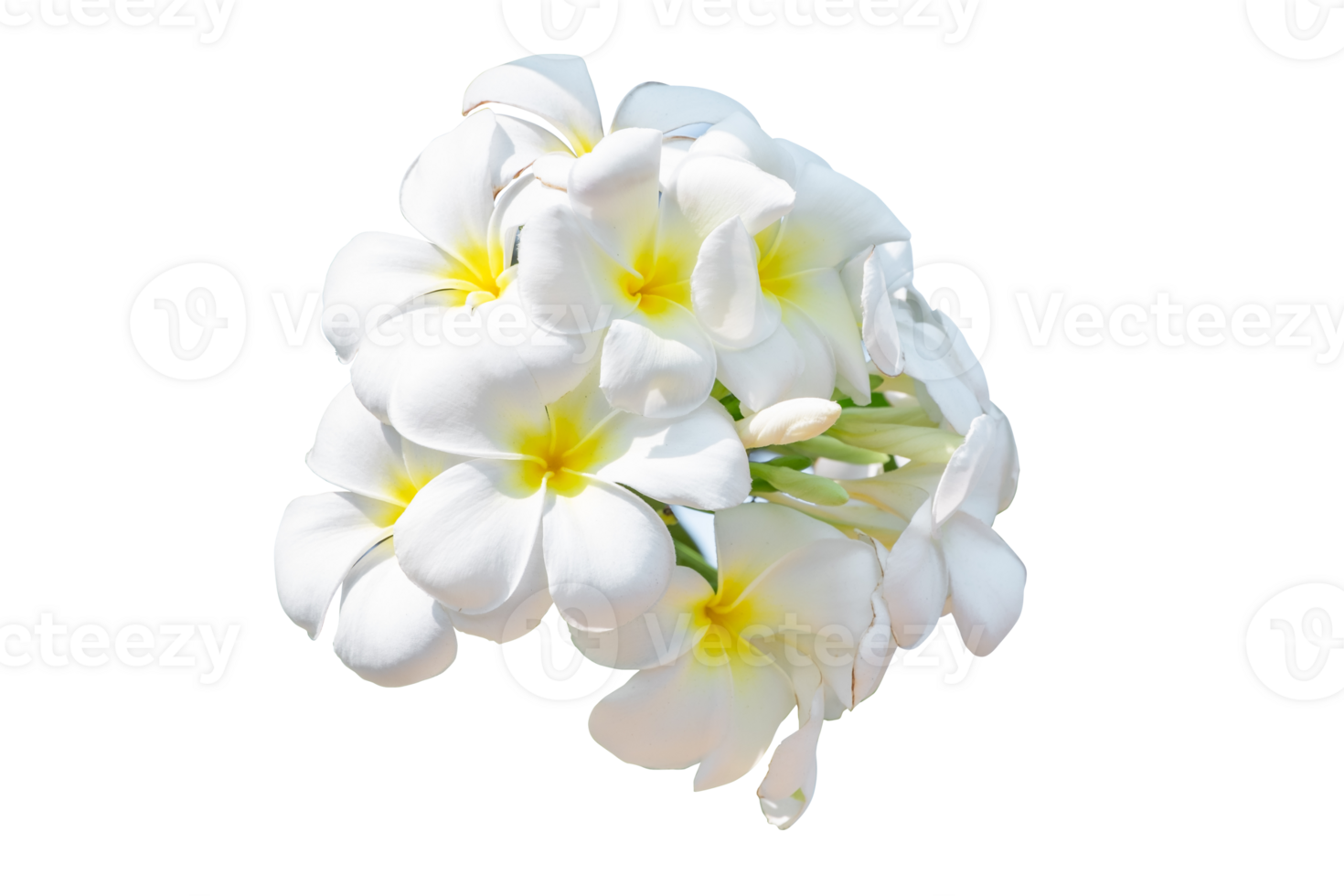 Group of White Frangipani Flower, Plumeria, Temple Tree, Graveyard Tree, isolate on transparent background, PNG File