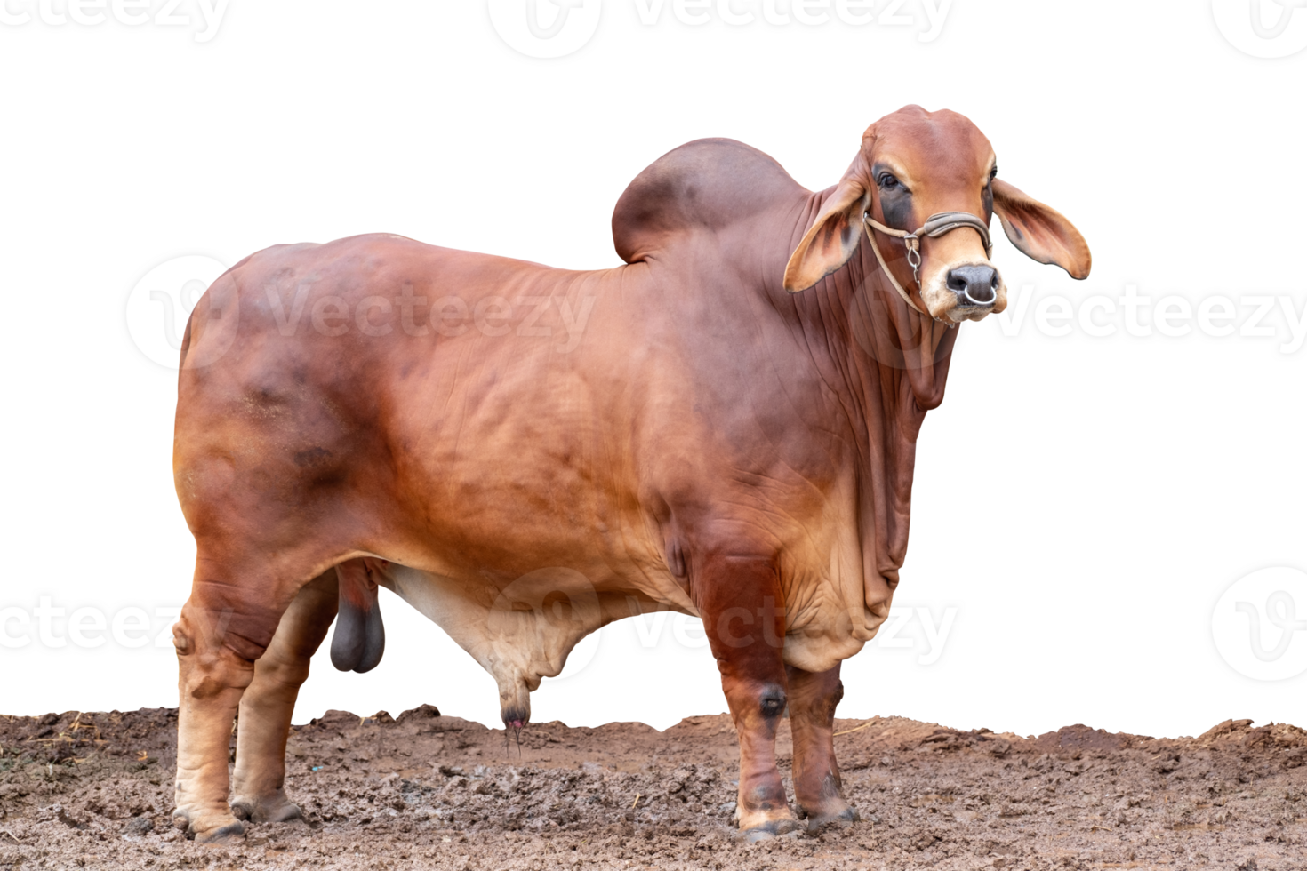 Brahman Steer brahman-steer