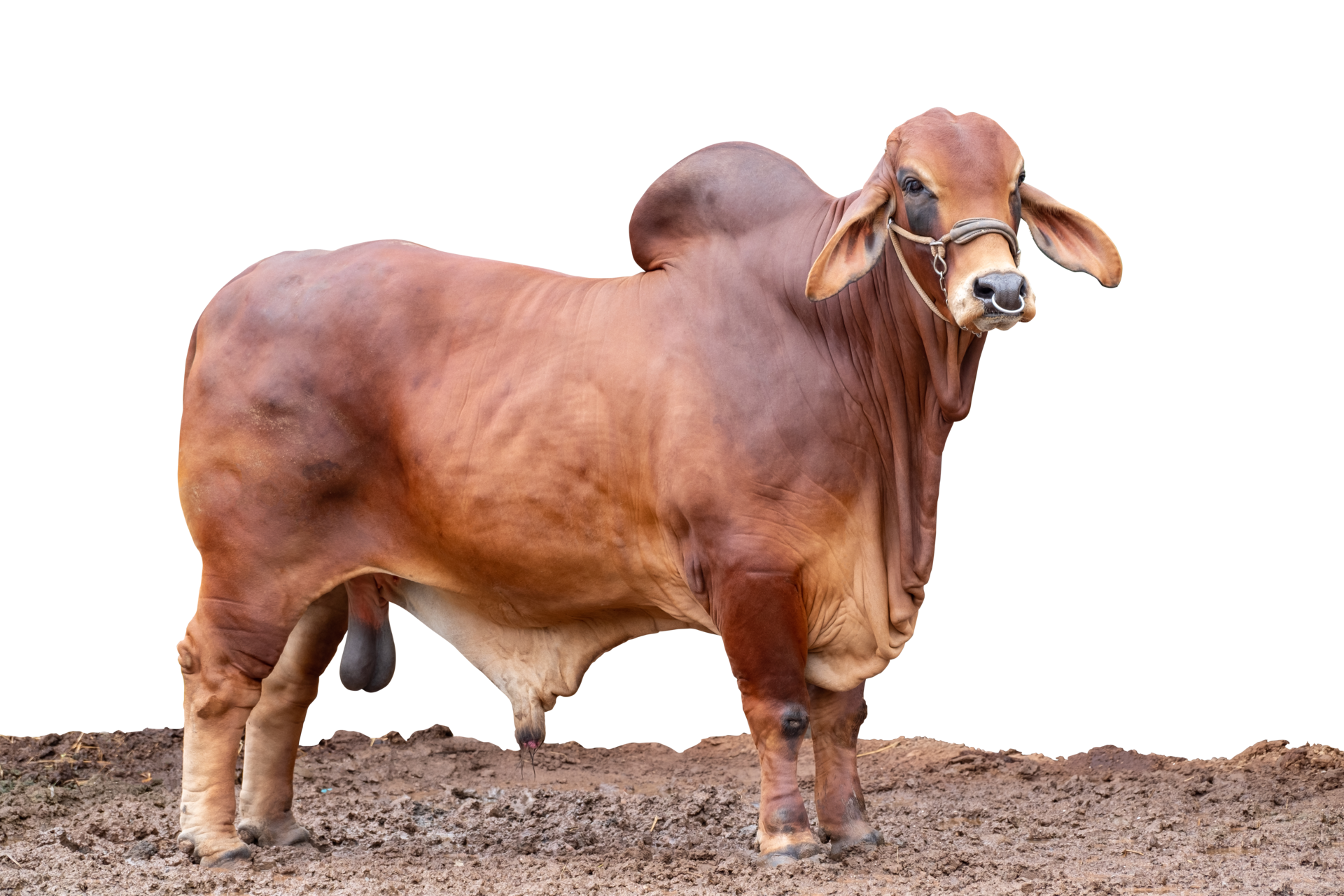 beef-cattle-breeder-american-brahman-red-on-the-ground-brahman-cow