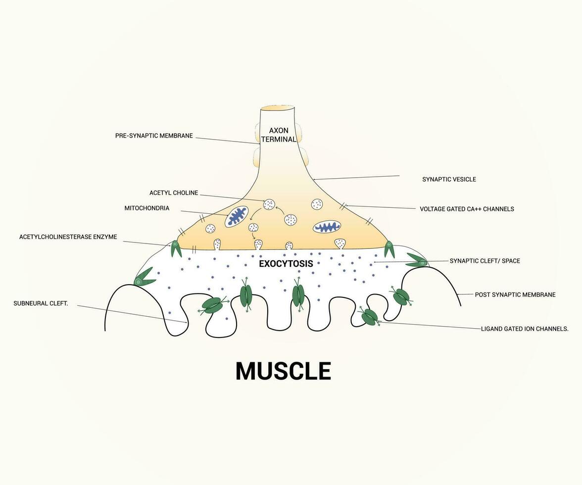 About Diagram Showing Axon Terminal Design Graphic vector